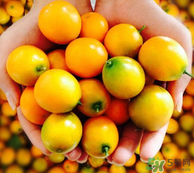 金桔什么時候上市？金桔什么時候成熟？