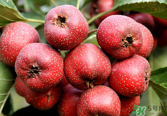 新鮮山楂可以放冰箱嗎？鮮山楂可以冷凍保存嗎？