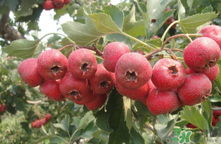 山楂不能和什么一起吃？山楂哪些人不能吃？