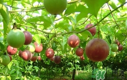 西番蓮是什么水果?西番蓮的功效與作用 西番蓮是什么水果?西番蓮的功效與作用