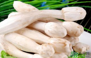 雞腿菇不能和什么一起吃？雞腿菇不能和什么同食？