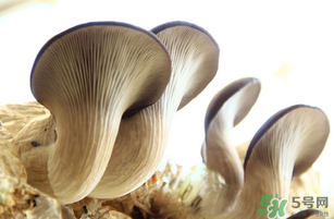 平菇不能和什么一起吃？平菇不能與什么同食？