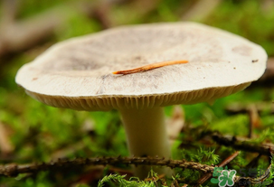 平菇不能和什么一起吃？平菇不能與什么同食？