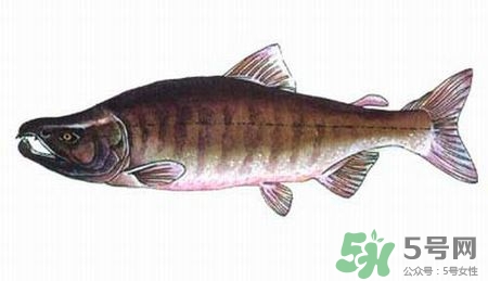 馬哈魚是三文魚嗎?馬哈魚和三文魚是一種魚嗎 馬哈魚是三文魚嗎?馬哈魚和三文魚是一種魚嗎