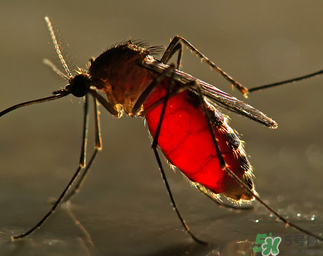 冬天有蚊子嗎？為什么冬天還有蚊子？