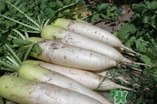 冬天御寒吃蘿卜有用嗎？御寒養(yǎng)生不妨多吃蘿卜