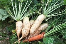 冬天御寒吃蘿卜有用嗎？御寒養(yǎng)生不妨多吃蘿卜