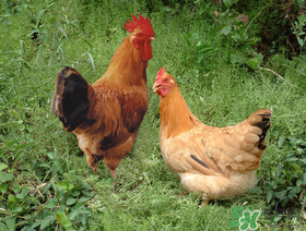 活雞能帶上火車嗎？坐火車上可以帶活雞嗎？