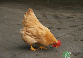 活雞能帶上火車嗎？坐火車上可以帶活雞嗎？