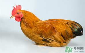 活雞能帶上火車嗎？坐火車上可以帶活雞嗎？