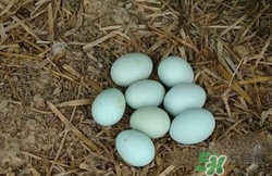 綠皮雞蛋是怎么回事？綠皮雞蛋的營(yíng)養(yǎng)價(jià)值