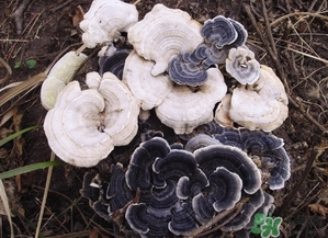 云芝和靈芝的區(qū)別 云芝的功效與作用 云芝和靈芝的區(qū)別 云芝的功效與作用
