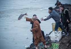 魚籽可以放生嗎?魚籽放生能存活嗎 魚籽可以放生嗎?魚籽放生能存活嗎