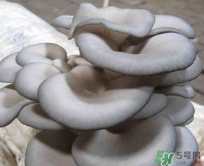 平菇可以放冰箱嗎？平菇在冰箱可以放幾天？