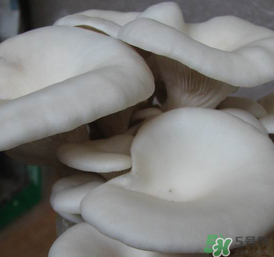 平菇可以放冰箱嗎？平菇在冰箱可以放幾天？