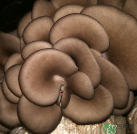 平菇可以放冰箱嗎？平菇在冰箱可以放幾天？