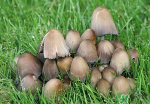 草菇不能和什么一起吃？草菇和什么相克？