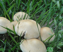 草菇不能和什么一起吃？草菇和什么相克？