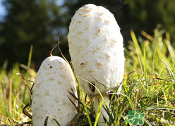 蘑菇可以放冰箱嗎？蘑菇放冰箱長毛了能吃嘛？