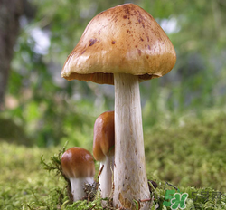 蘑菇可以放冰箱嗎？蘑菇放冰箱長毛了能吃嘛？