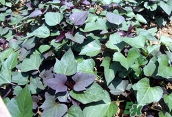 紅薯苗怎么吃好?紅薯苗的營養(yǎng)價值 紅薯苗怎么吃好?紅薯苗的營養(yǎng)價值