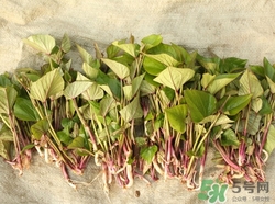 紅薯苗怎么吃好?紅薯苗的營養(yǎng)價值 紅薯苗怎么吃好?紅薯苗的營養(yǎng)價值