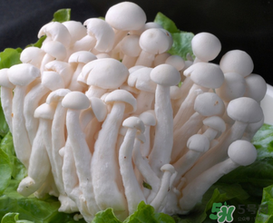 白玉菇孕婦能吃嗎？孕婦可以吃白玉菇嗎？