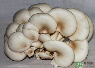 平菇怎么保存？平菇能放幾天？