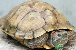 烏龜肉能吃嗎？烏龜肉怎么做好吃？