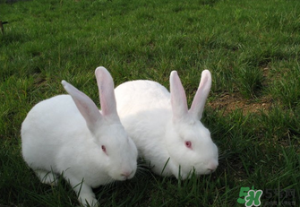 兔肉孕婦可以吃嗎？吃兔肉會長兔唇嗎？