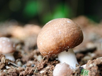 巴西蘑菇怎么吃？巴西蘑菇的作用與功效