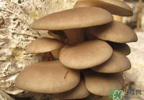 吃平菇會中毒嗎？平菇吃了會中毒嗎？