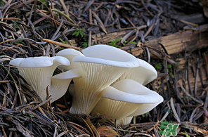 吃平菇會中毒嗎？平菇吃了會中毒嗎？