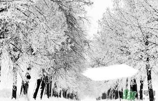 小雪喝什么茶？小雪茶品推薦