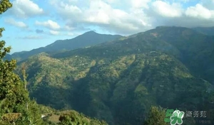 綠山咖啡和藍山咖啡有什么區(qū)別？