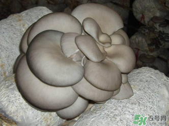 平菇是什么樣子？平菇是怎么長出來的？