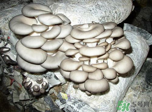 平菇是什么樣子？平菇是怎么長出來的？