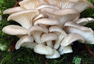 坐月子能吃平菇嗎？坐月子能不能吃平菇？