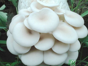 坐月子能吃平菇嗎？坐月子能不能吃平菇？