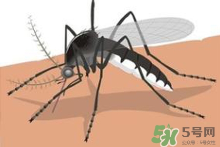 冬天為什么會有蚊子？冬天家里有蚊子怎么辦？