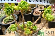 冬天陽(yáng)臺(tái)種什么植物好？冬天種什么植物好養(yǎng)活？