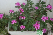 冬天陽(yáng)臺(tái)種什么植物好？冬天種什么植物好養(yǎng)活？