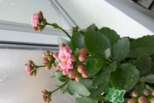 冬天種什么花好？冬天種什么花好養(yǎng)活？