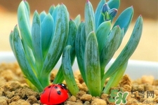 冬天種什么花好？冬天種什么花好養(yǎng)活？