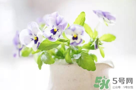 冬天種什么花好？冬天種什么花好養(yǎng)活？