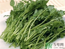 西洋菜的營養(yǎng)價值 西洋菜的功效與作用 西洋菜的營養(yǎng)價值 西洋菜的功效與作用