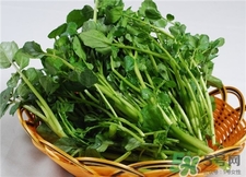 西洋菜的營(yíng)養(yǎng)價(jià)值 西洋菜的功效與作用