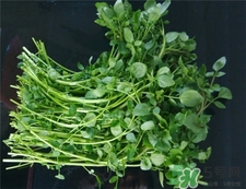 西洋菜的營(yíng)養(yǎng)價(jià)值 西洋菜的功效與作用