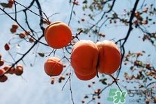 喝完酸奶可以吃柿餅嗎?喝完酸奶吃柿子會(huì)怎么樣 喝完酸奶可以吃柿餅嗎?喝完酸奶吃柿子會(huì)怎么樣