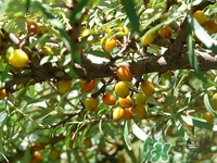 來月經(jīng)可以吃酸棗嗎?經(jīng)期吃酸棗好嗎 來月經(jīng)可以吃酸棗嗎?經(jīng)期吃酸棗好嗎